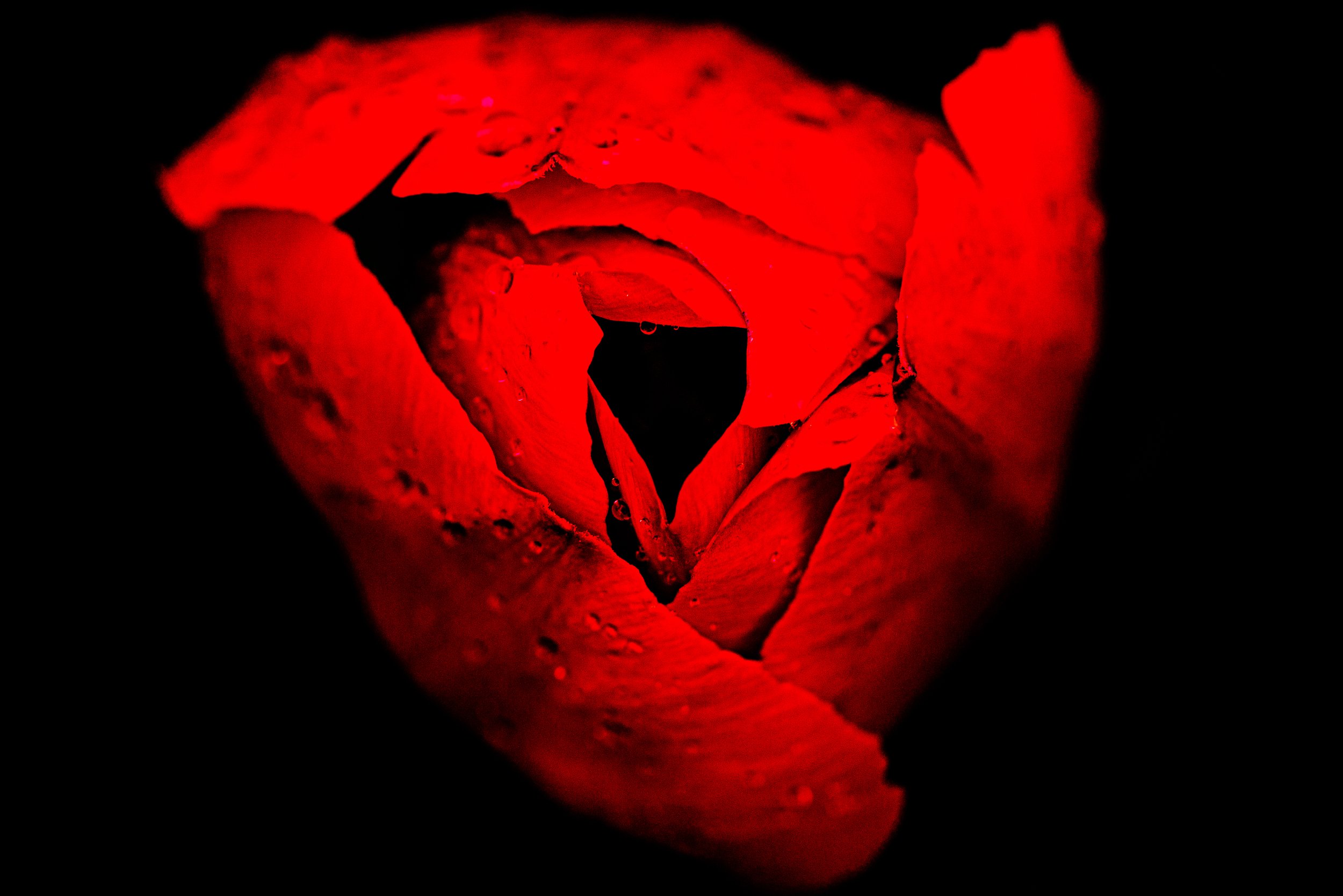 Red Tulip.jpg