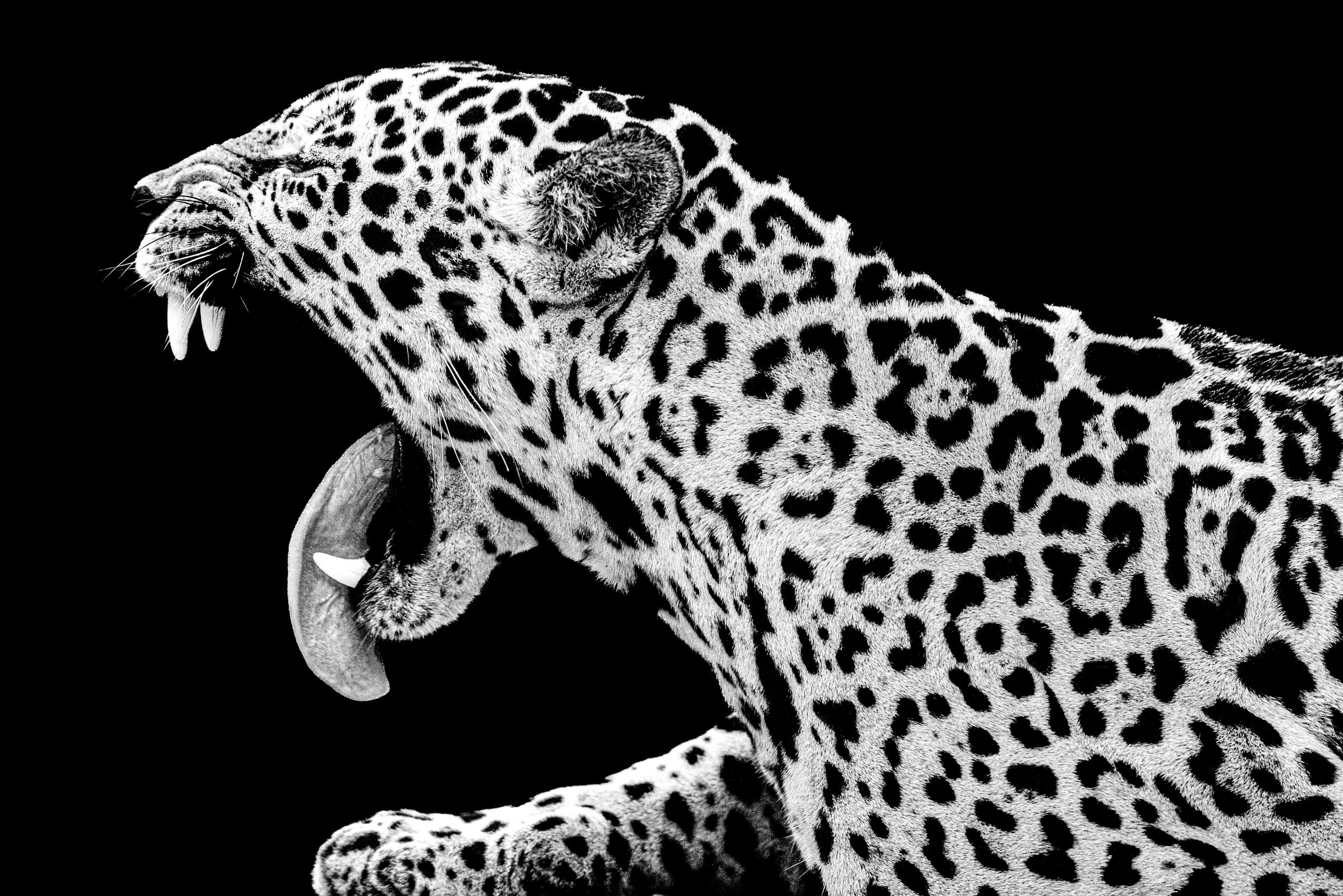 Yawning Jaguar.jpg