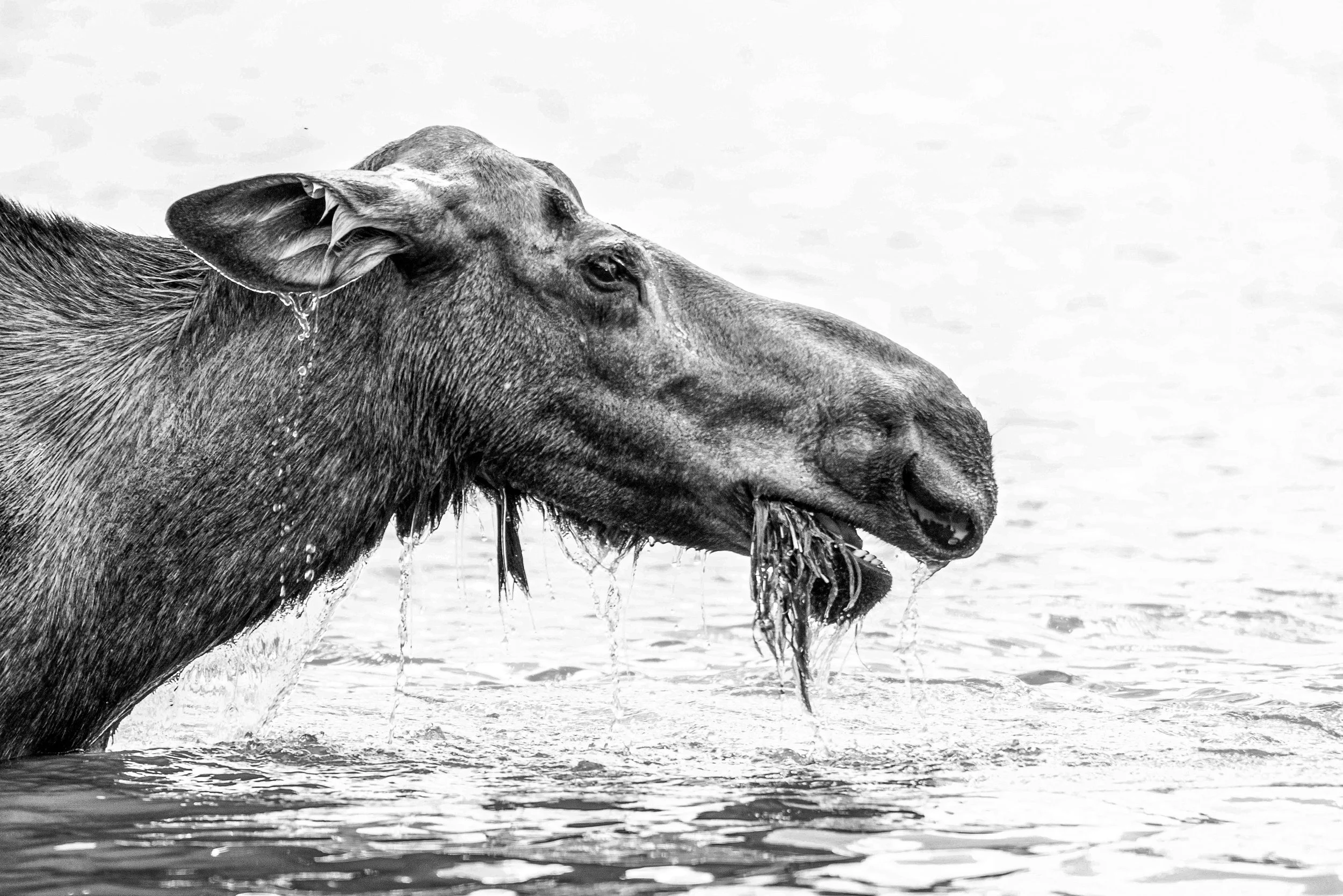 Moose with White Background in Maligne Lake in Alberta.jpg