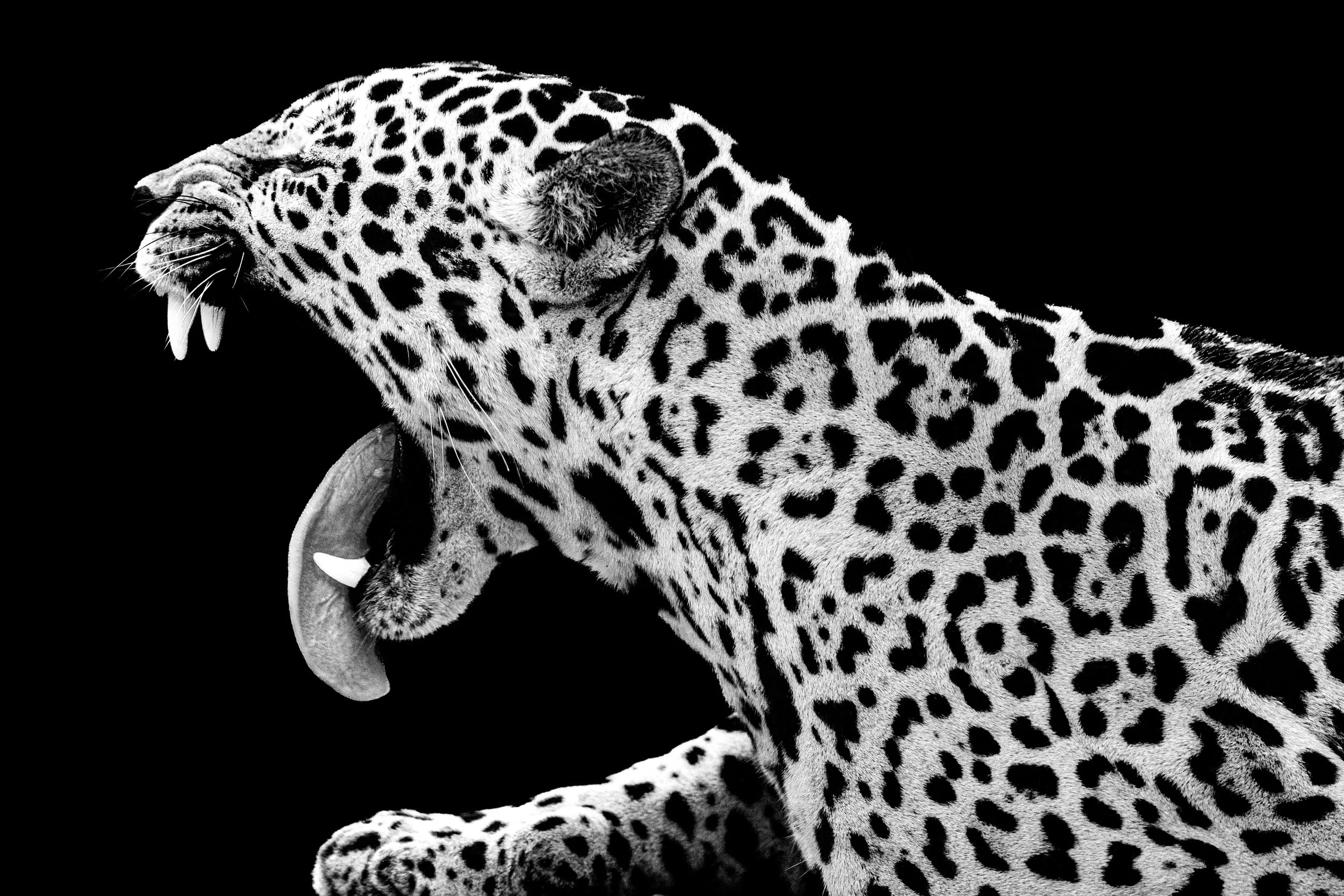 Jaguar Peru B&W Official.jpg