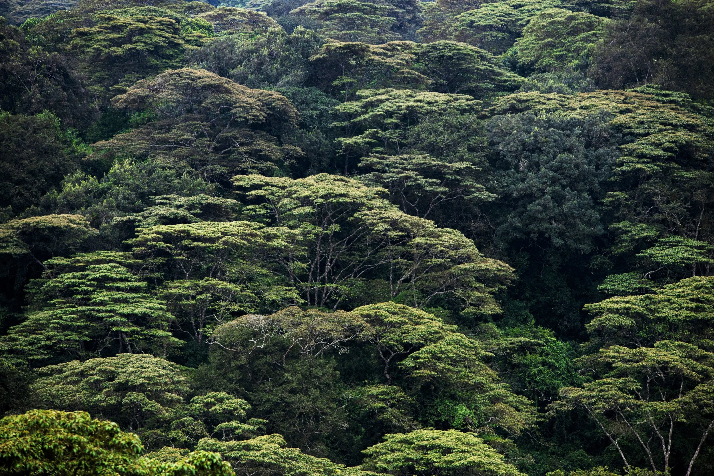 Tanzania Trees Final.jpg