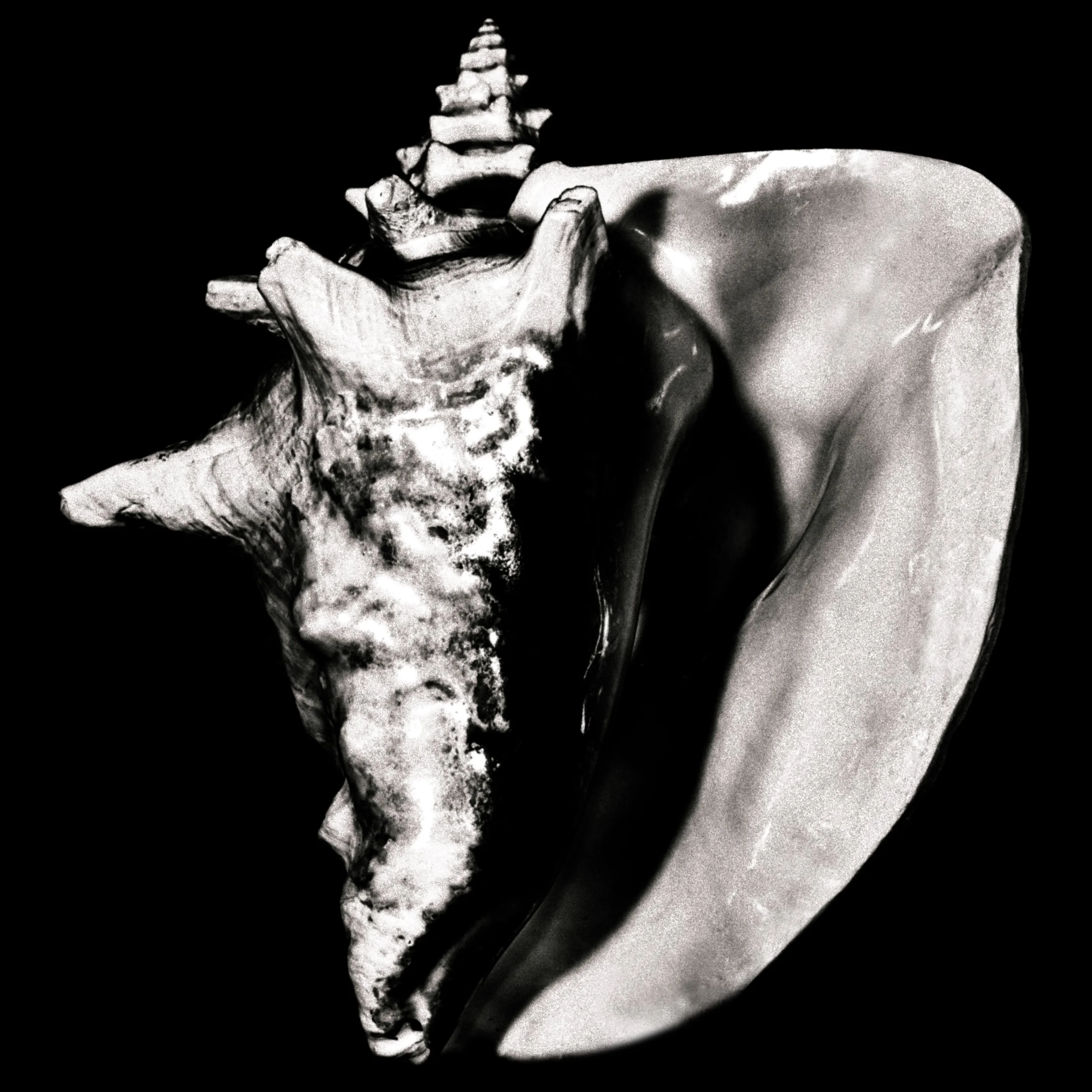 Dancing Shell.jpg