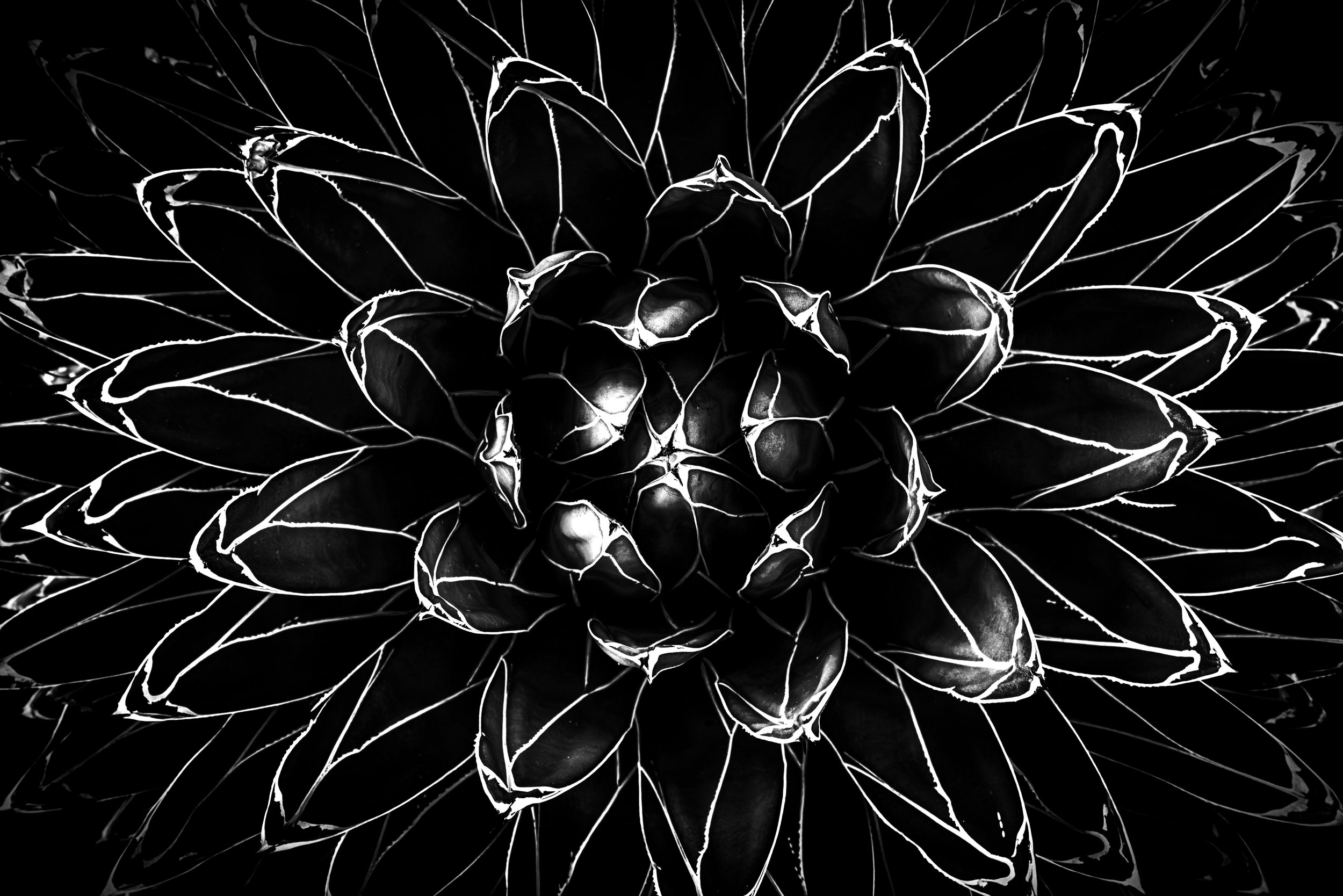 Bottanical Garden Plant B&W DC.jpg