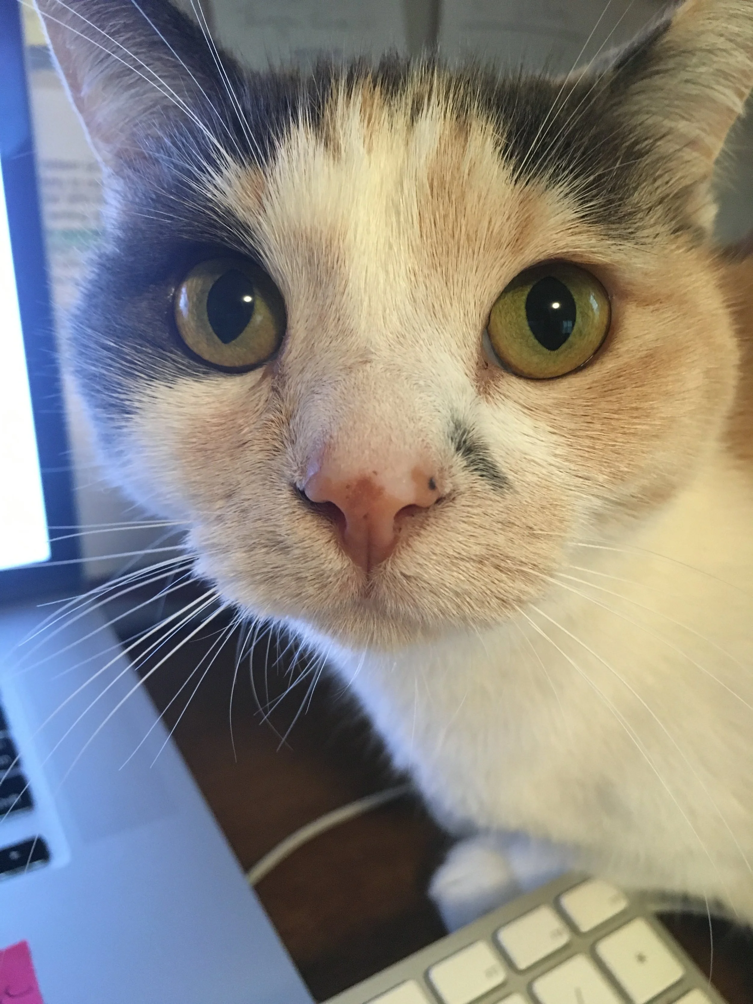 My cat is Smarter Than I Am