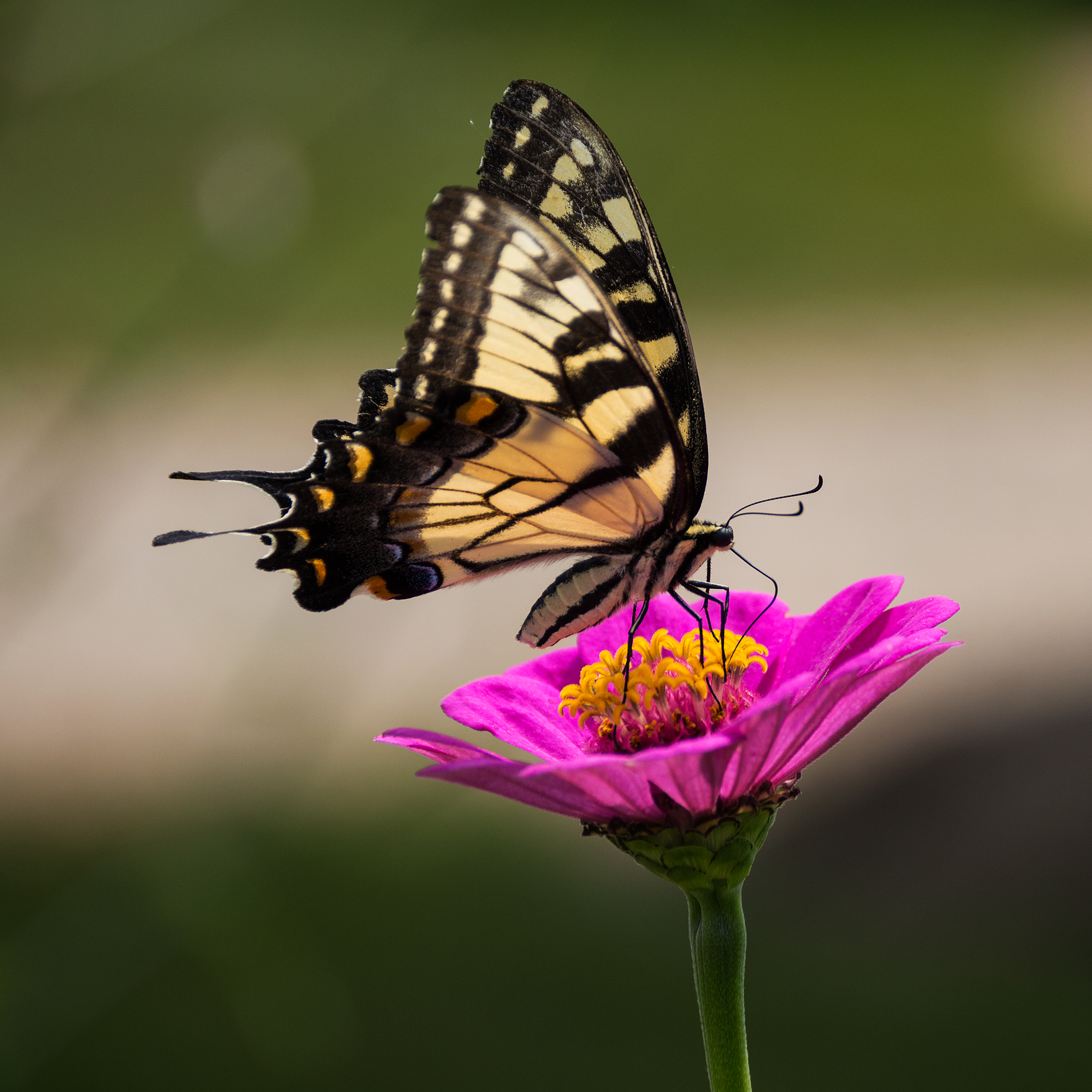 Butterfly Landing