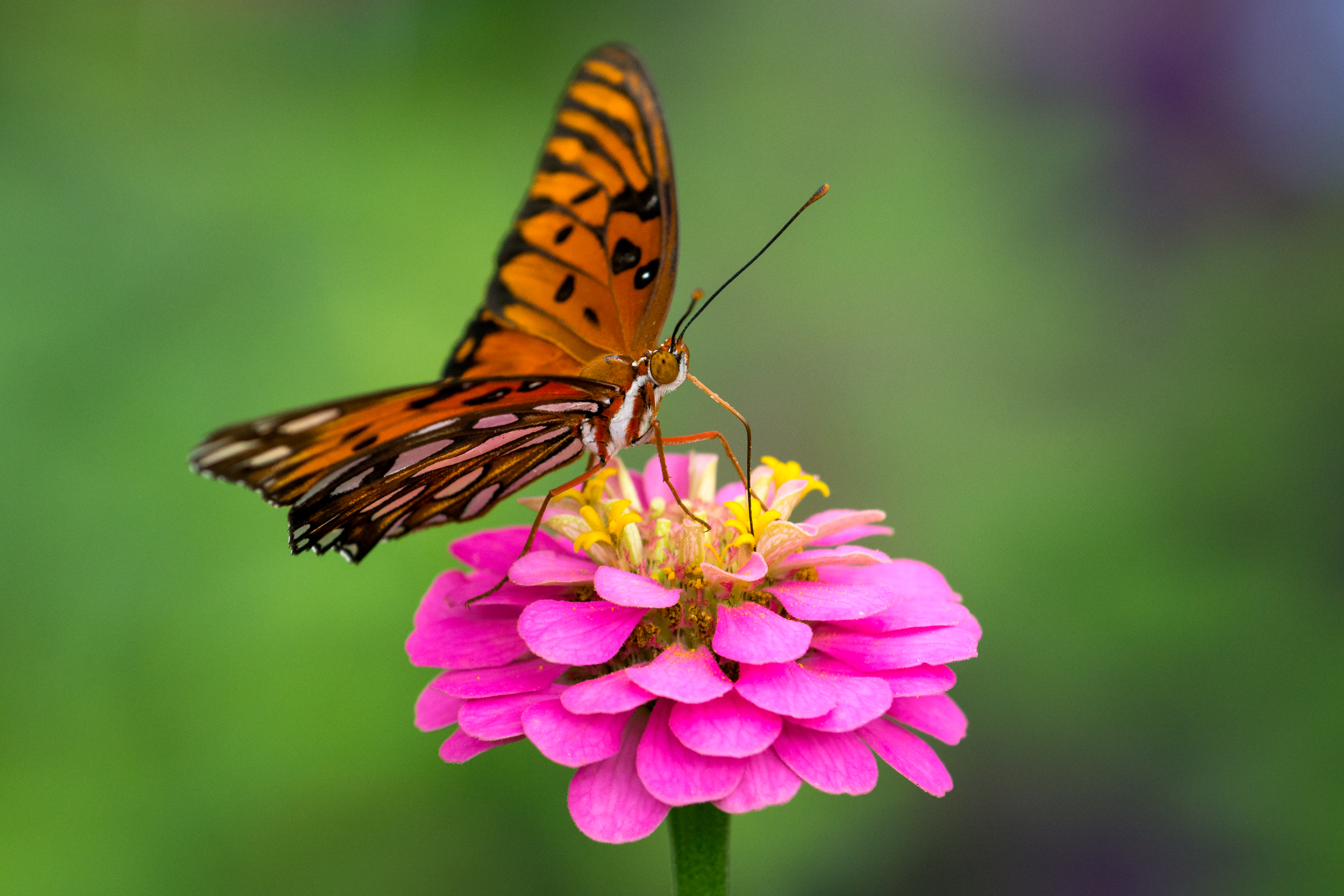 Fritillary Butterfly