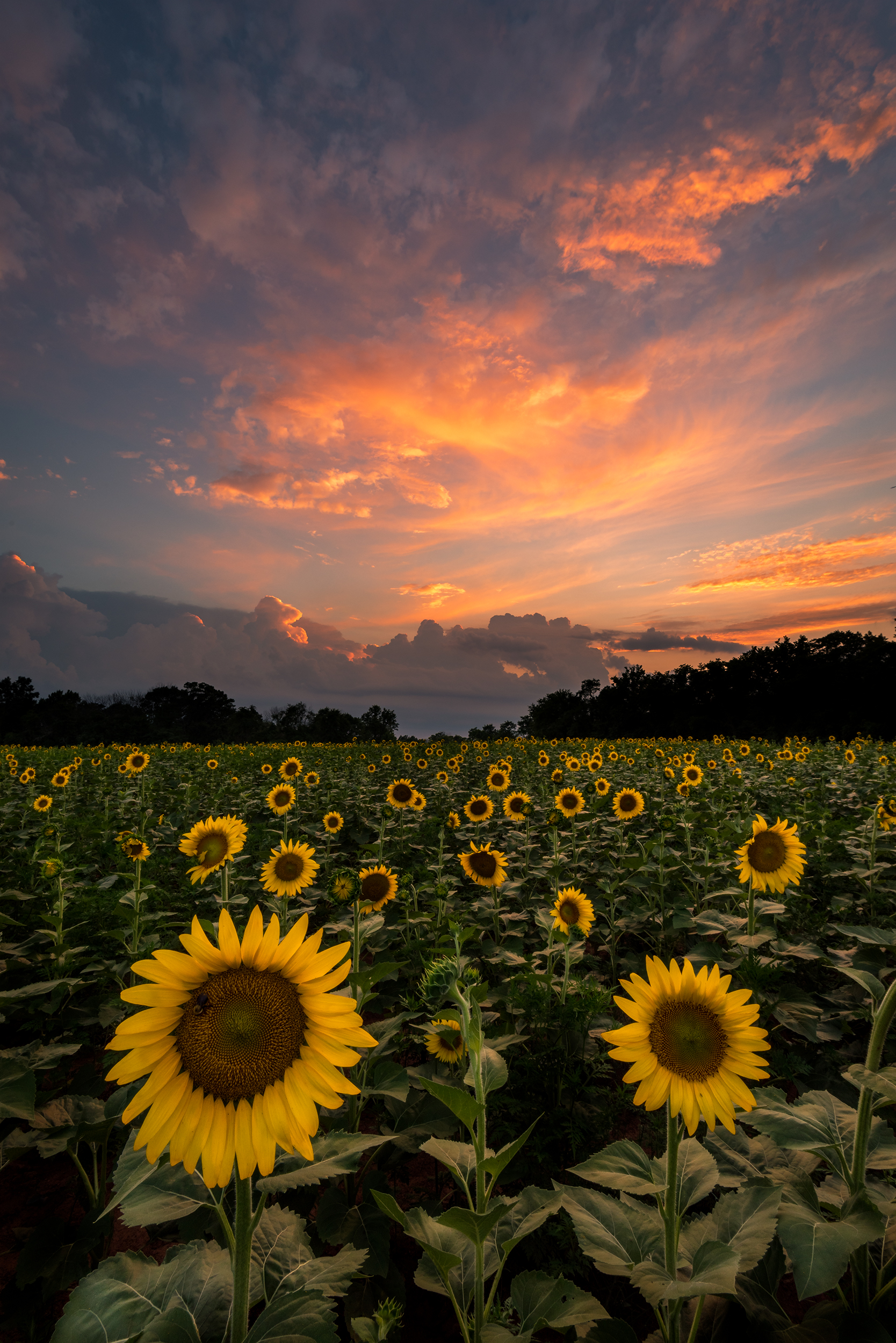 Sunflower Sunset