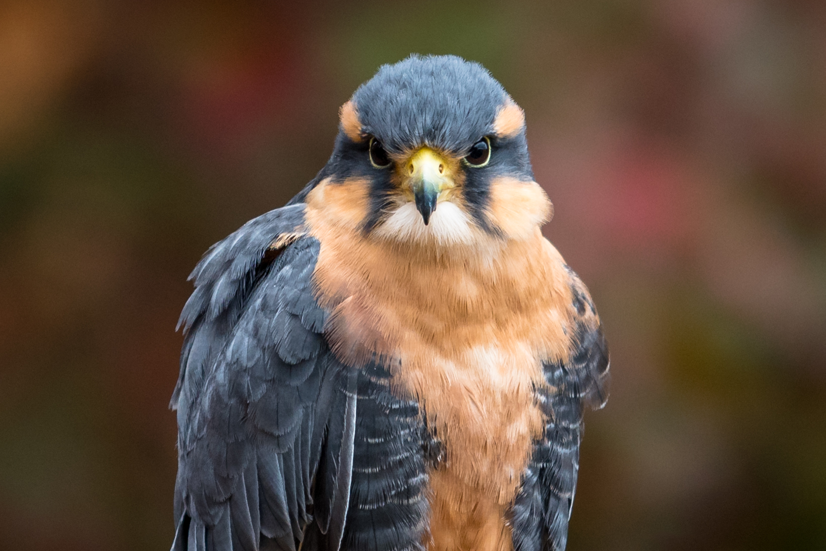 Aplomado Falcon