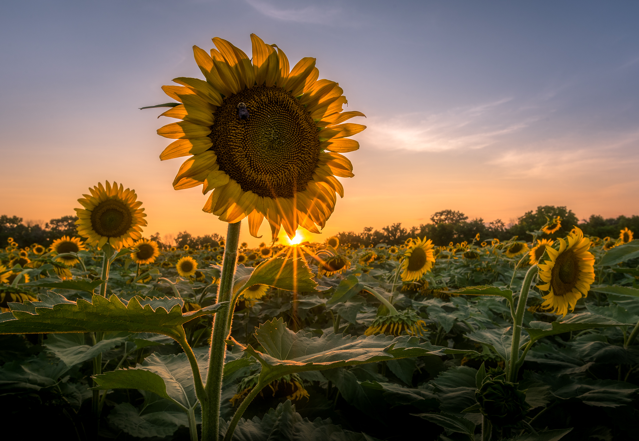 Sunflower Sunburst