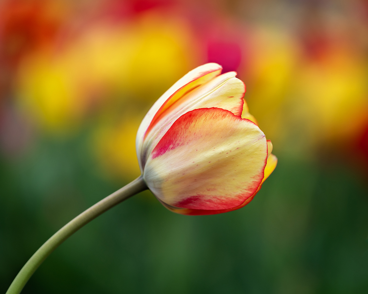 Bending Tulip