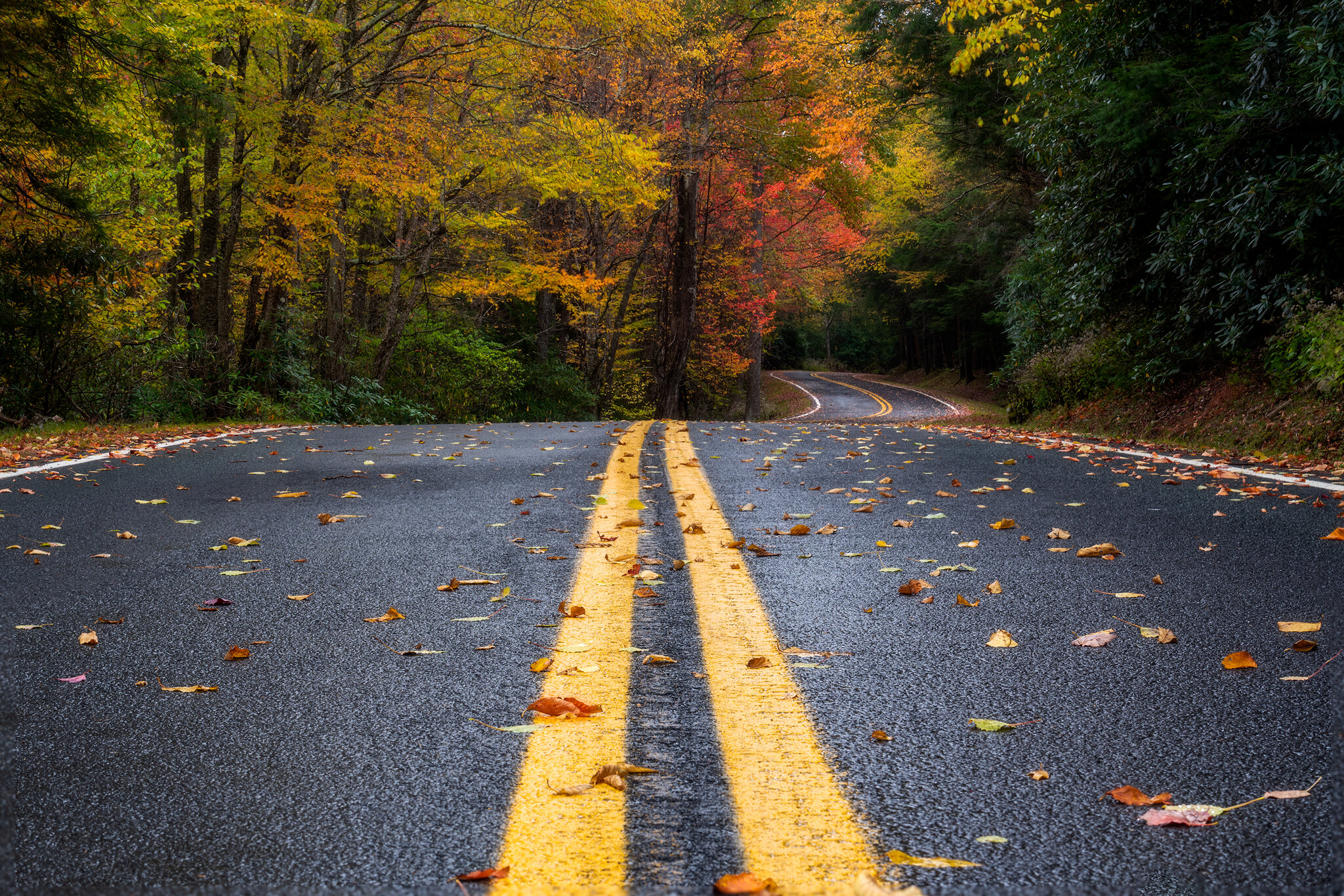 Rainy Autumn Drive