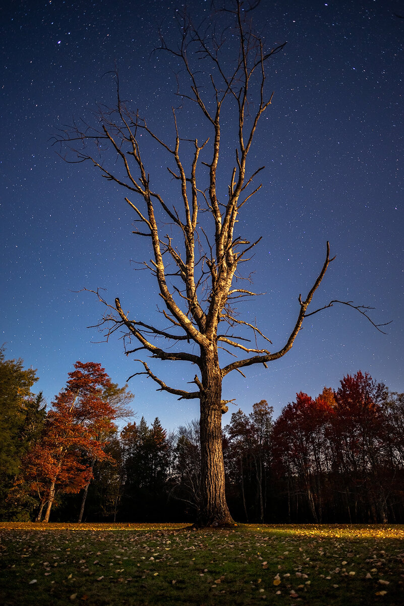 Basking In the Moonlight