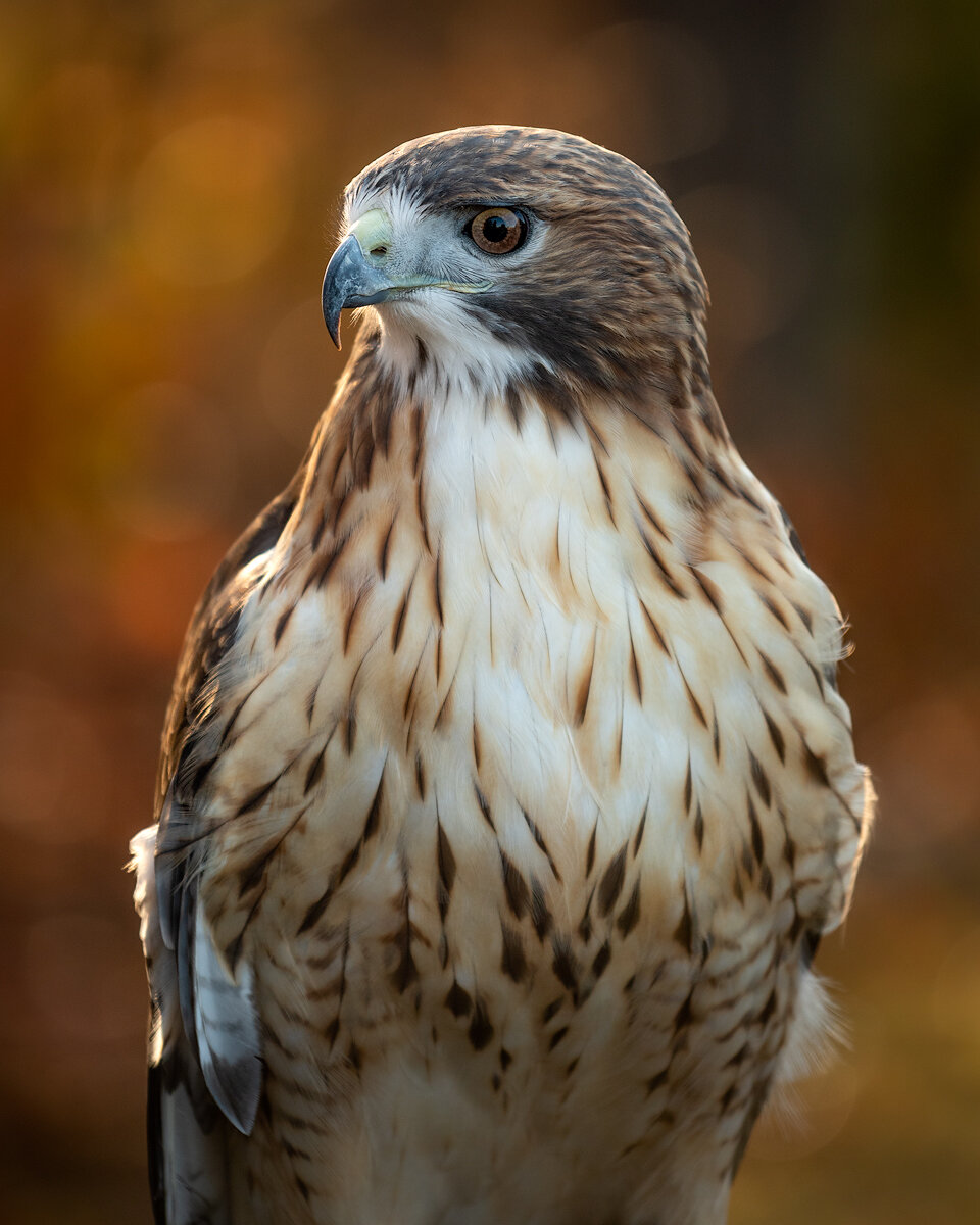 Red-Tailed Hawk