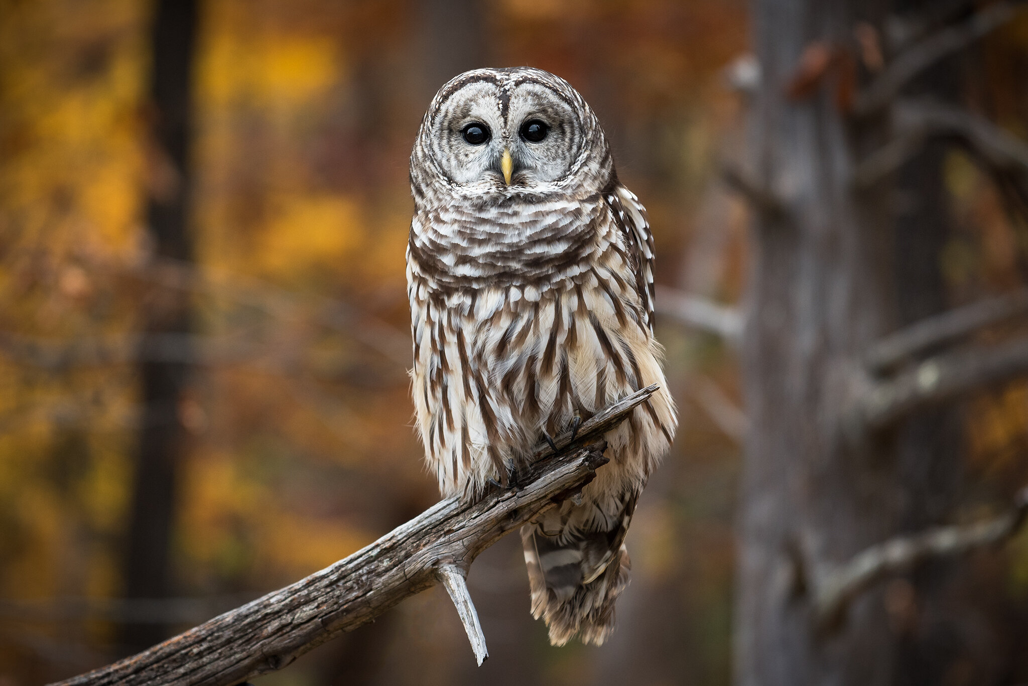 Barred Owl