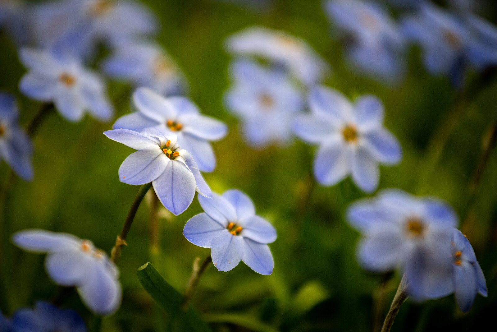 Blooming Blues