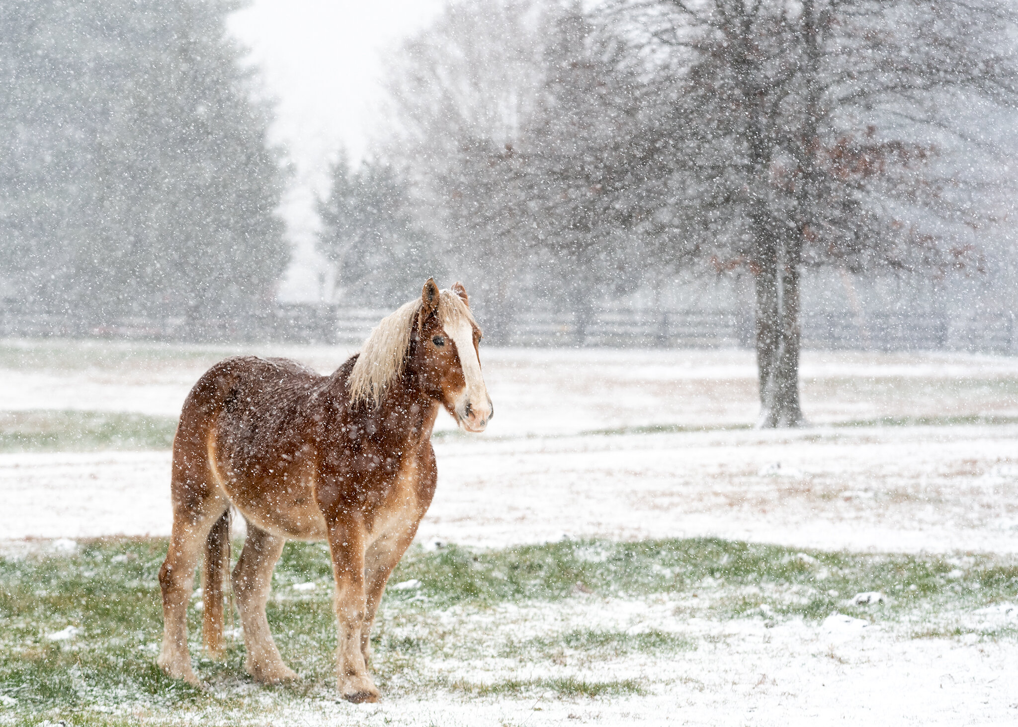 First Snow