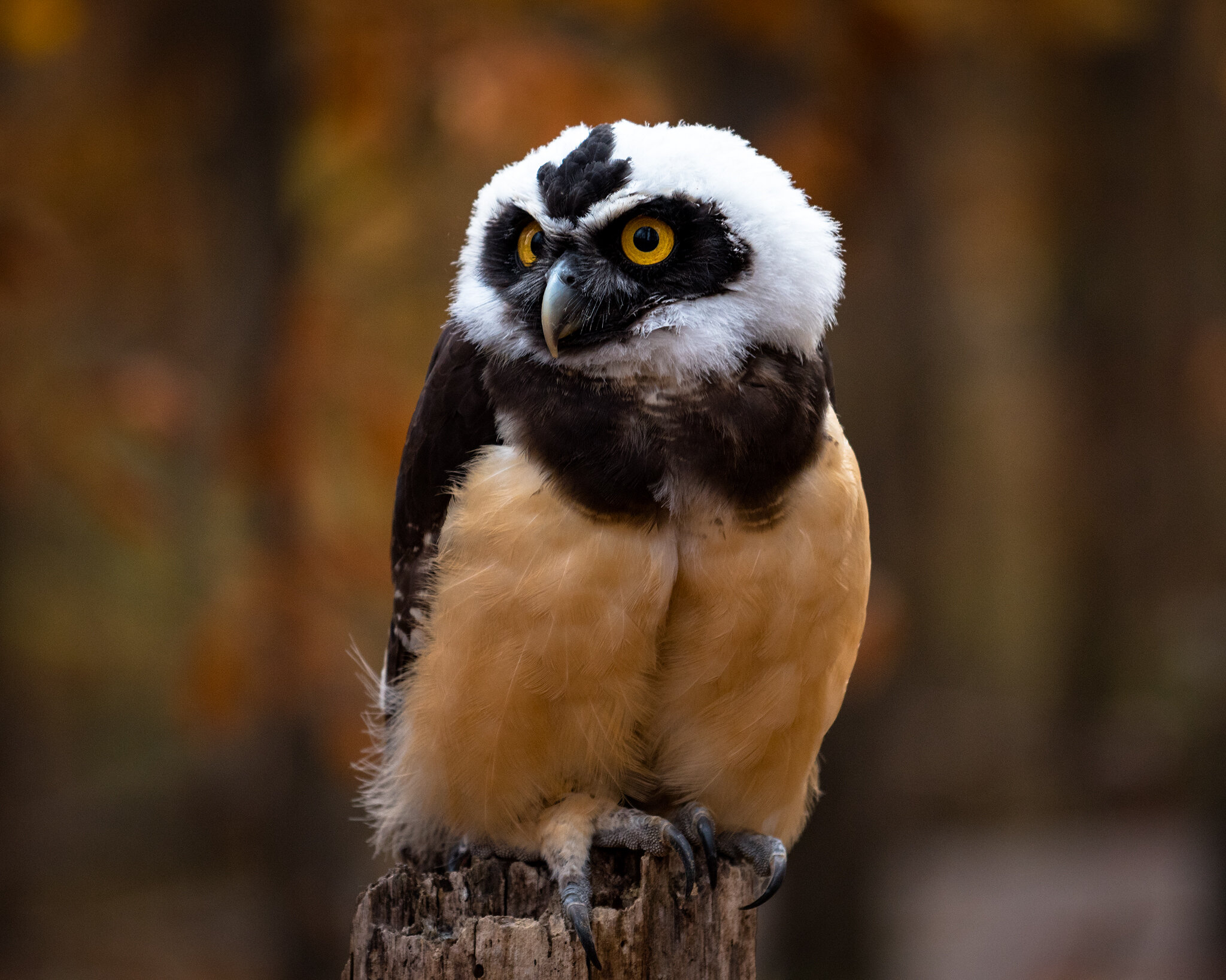 Juvenile Spectacled Owl