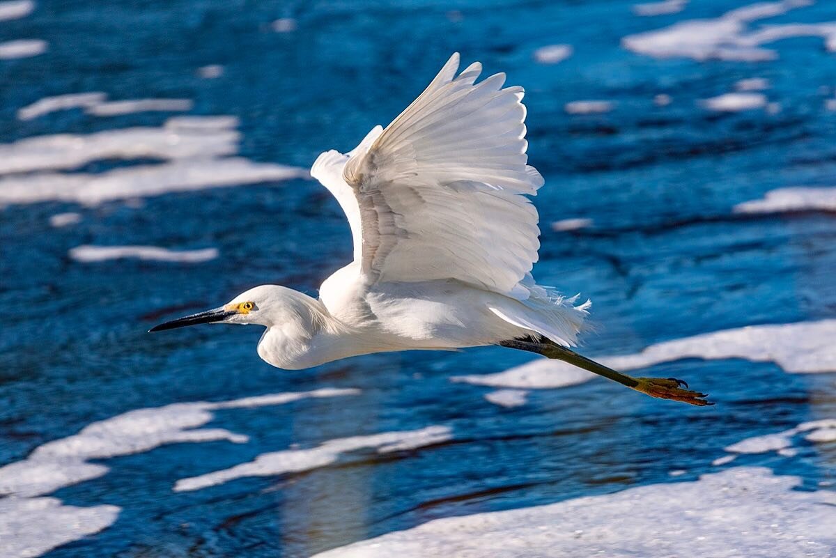 Snowy Egret in flight.