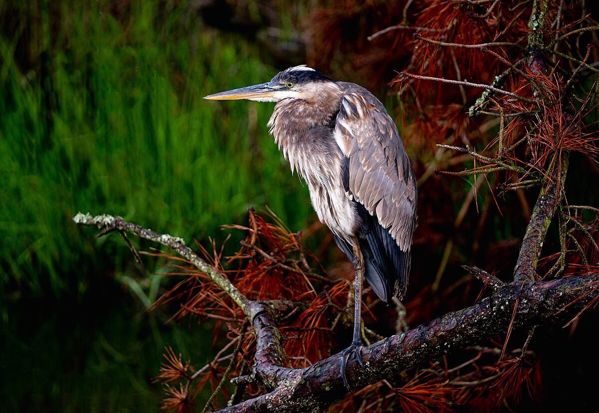 Blue heron posing in the perfect spot just after sunrise.  Found lots of Herons and Egrets along the beach access road in Chincoteague.  Ended up calling it &ldquo;Egret Alley&rdquo;.