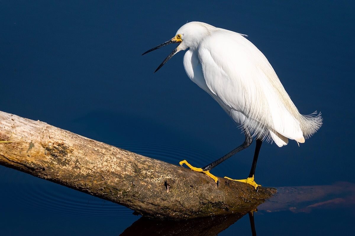 A Snowy Egret searching for food in a stream at Chincoteague National Wildlife Refuge.