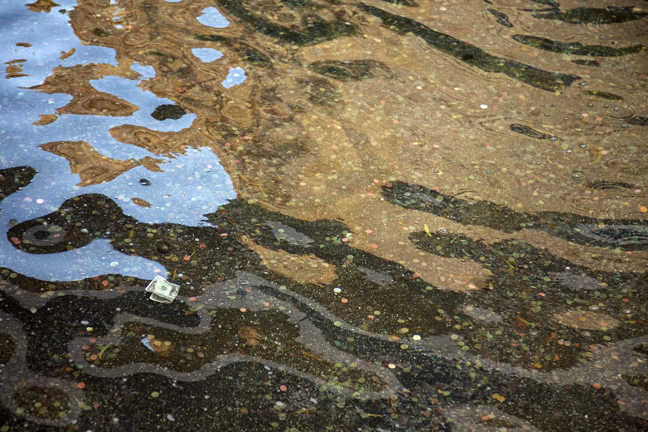 Treasure Island Casino Pond, 2013