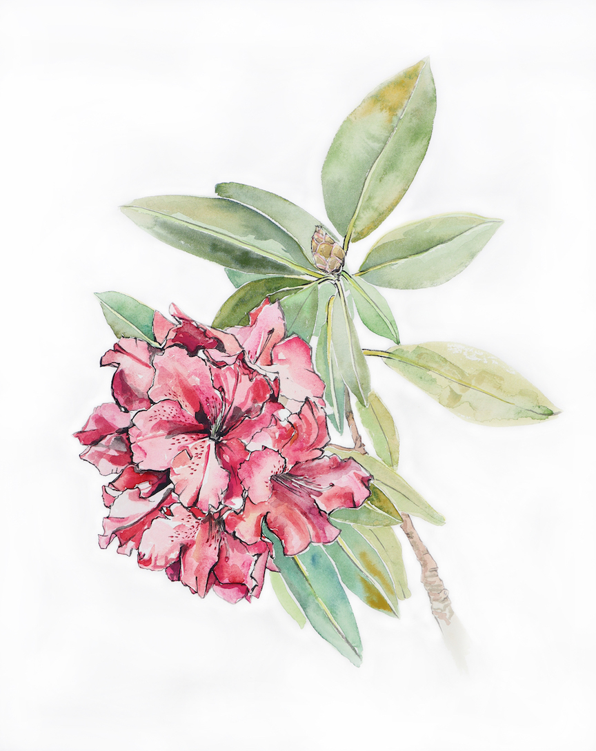 AzaleaJaponica_s.jpeg