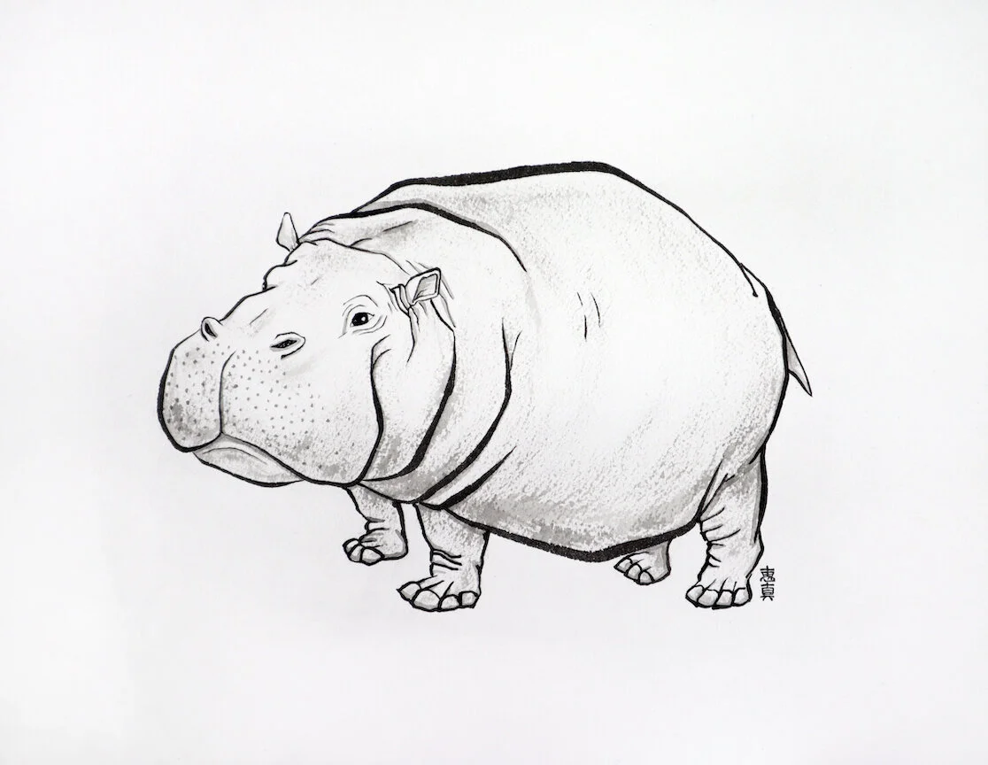 Hippo