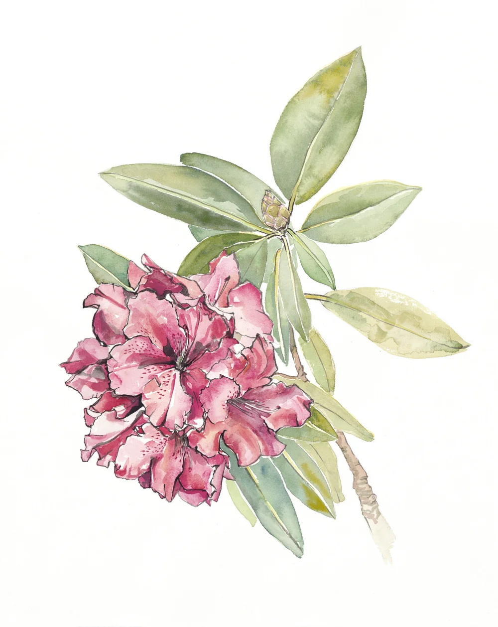 Rhododendron (Print) 16x20"  Ema Kubo