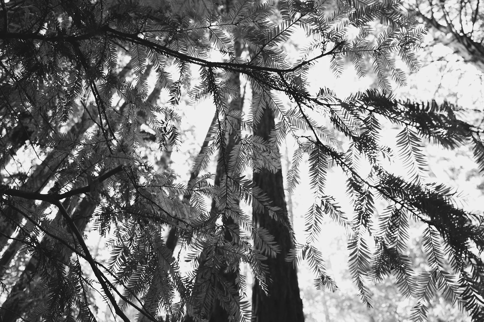 paradoxredwoods.jpg