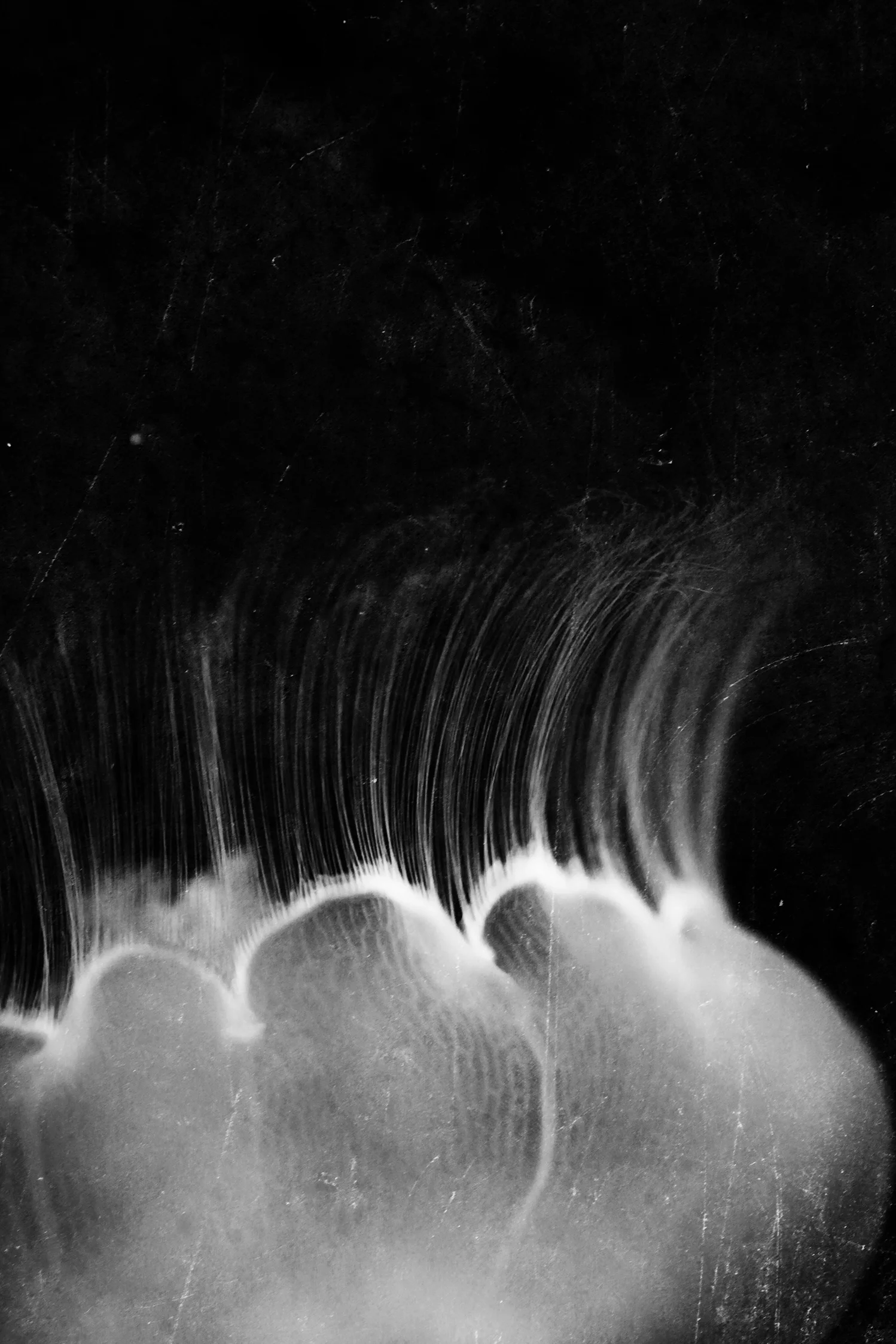 paradoxjellyfishBW.jpg