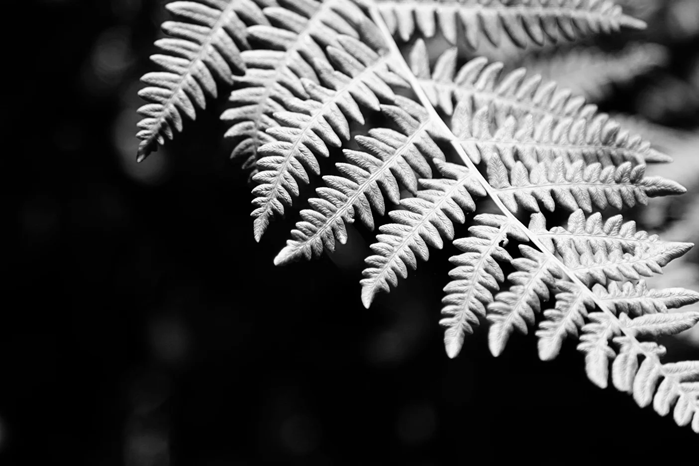 paradoxfern.jpg