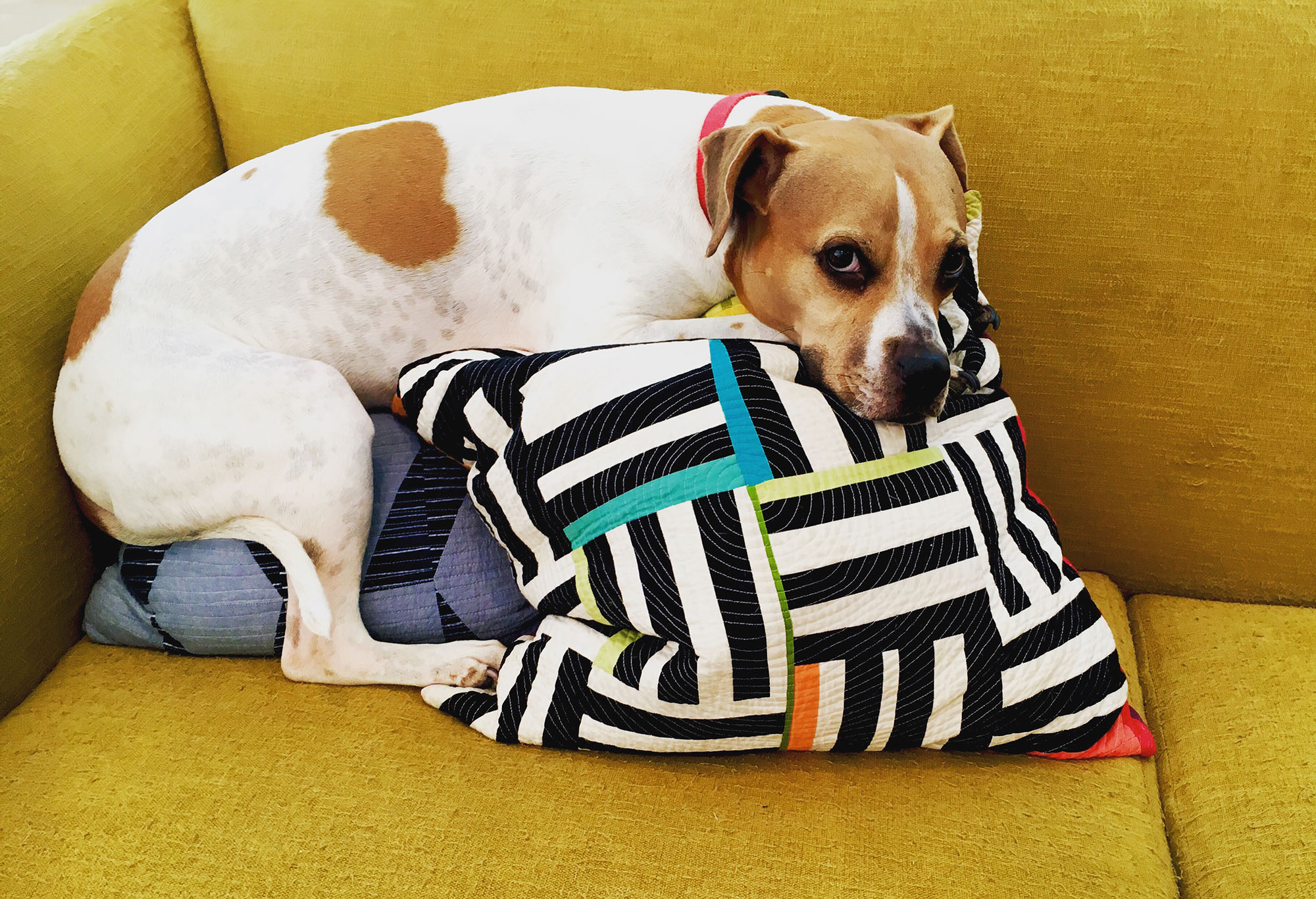 Charlie and pillows 2.jpg