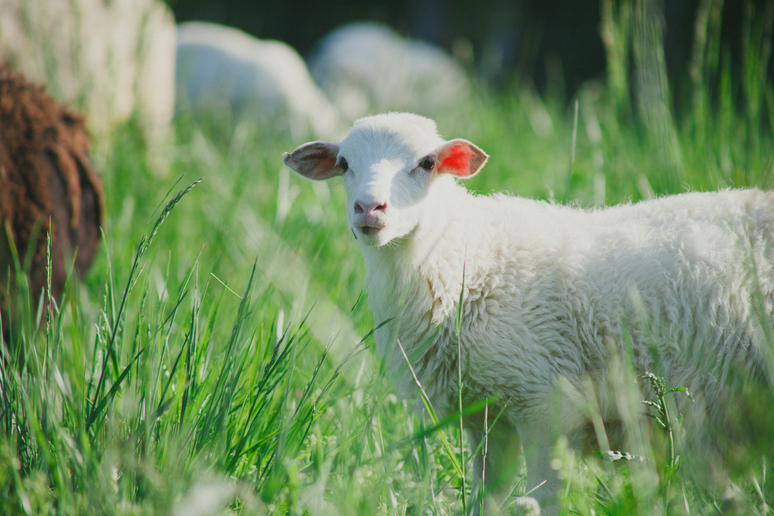 This is Fluffy, our "Bummer" lamb that had to be bottle-fed for the first few weeks of life. Her mama had twins and for whatever reason, would only nurse her twin. Our girls were thrilled to have their first bottle-fed animal! Now that Fluffy is out in the field, she is still social and will come to greet us when we visit. She will undoubtedly be kept as a ewe and not end up on our dinner plate!