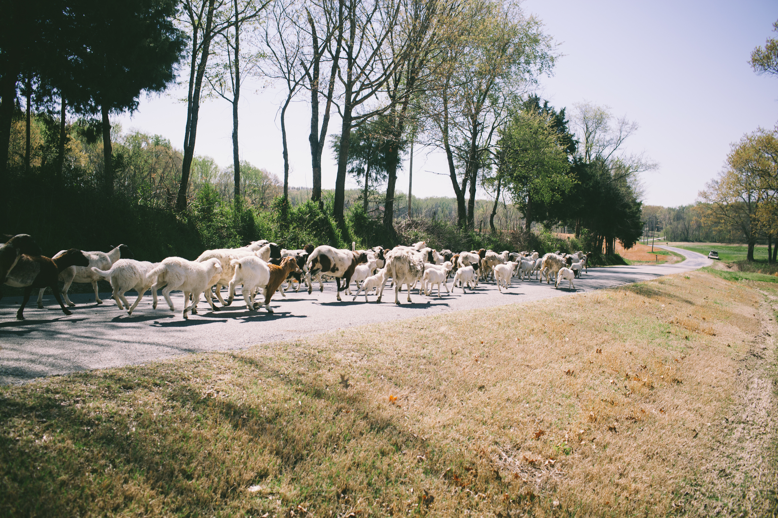 We moved our sheep down the road to our neighbor's front yard! We only had to stop traffic for a few minutes and chase a few stragglers out of the bushes!