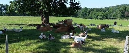 Grass fed cows and goats living the good life on pasture at H & H Dairy Farms.