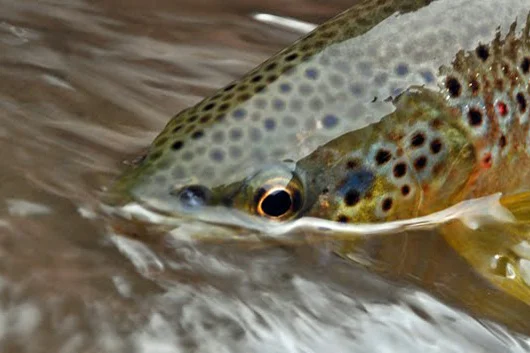 Fish.jpg