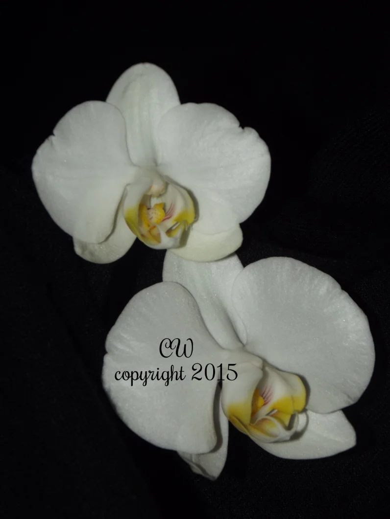 DP Orchid 11.JPG