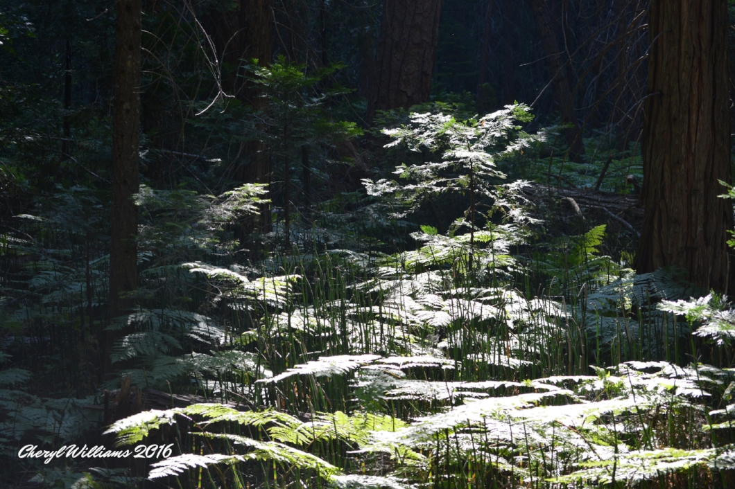 Trail to Mist Falls