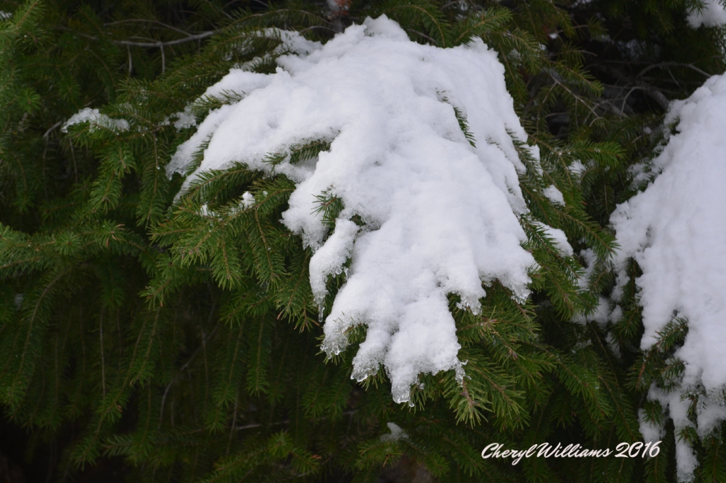 Josephine Peak, California 