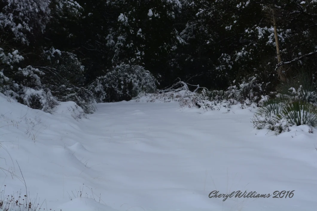 Trail to Josephine Peak