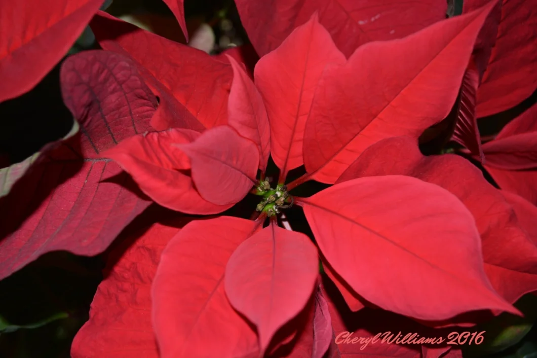 Holiday Poinsettia