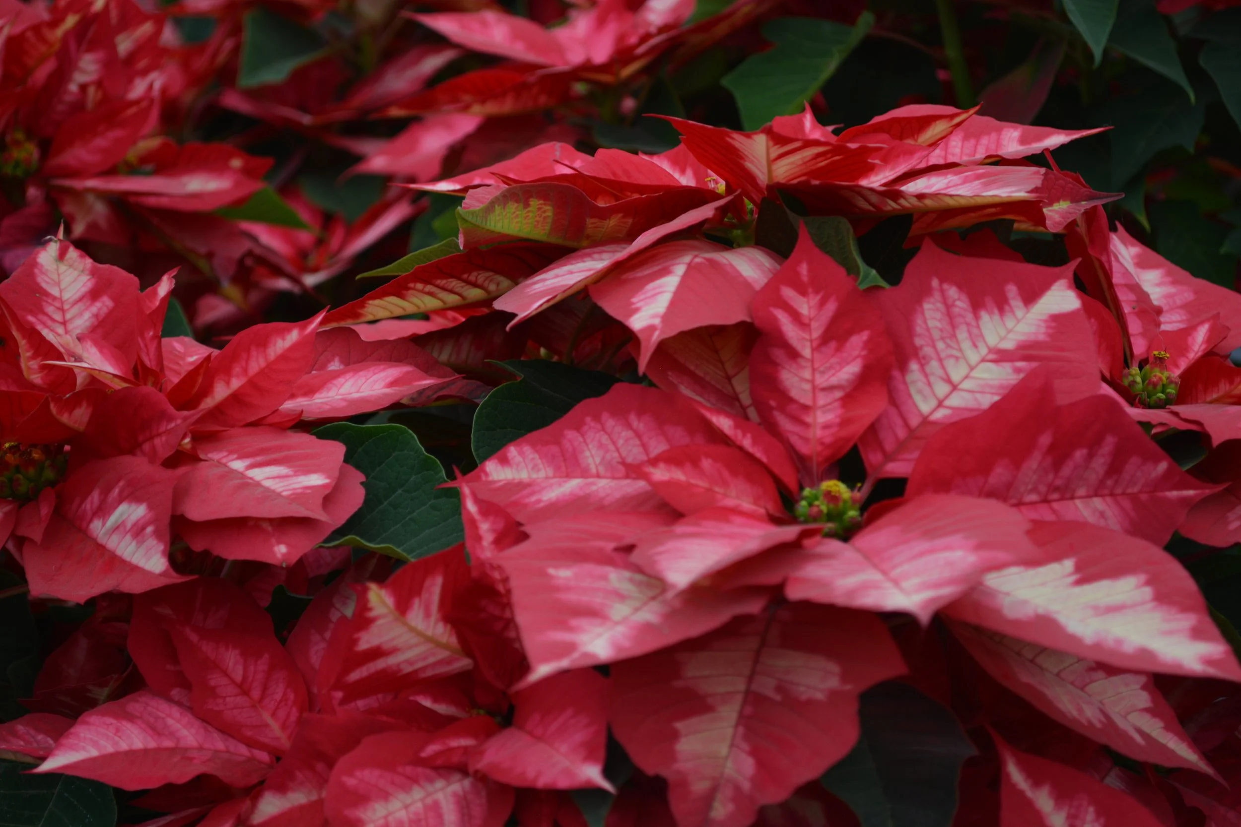 photography-gift-shop