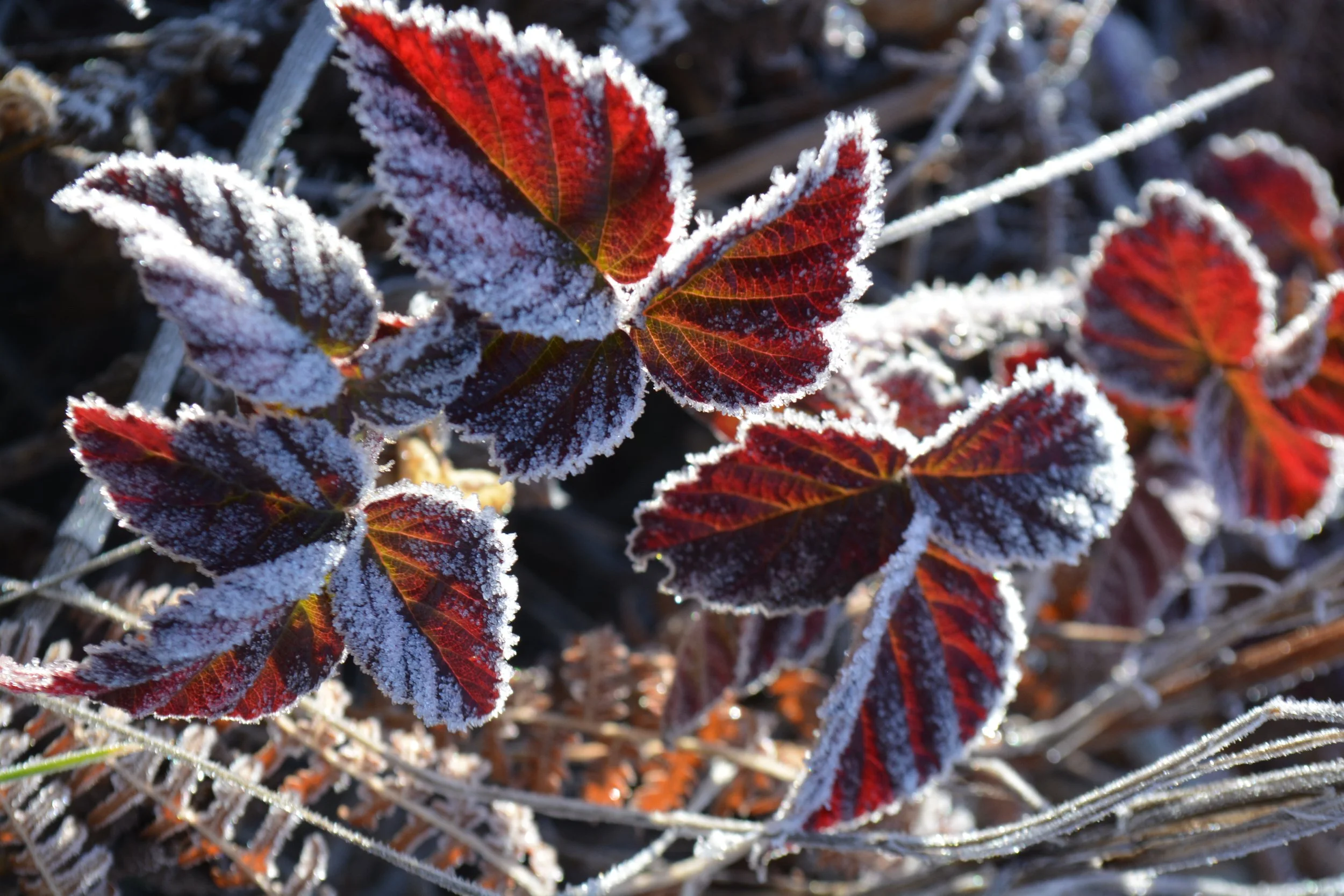 84_Shortcut Cyn 0119  (14) 2019.JPG