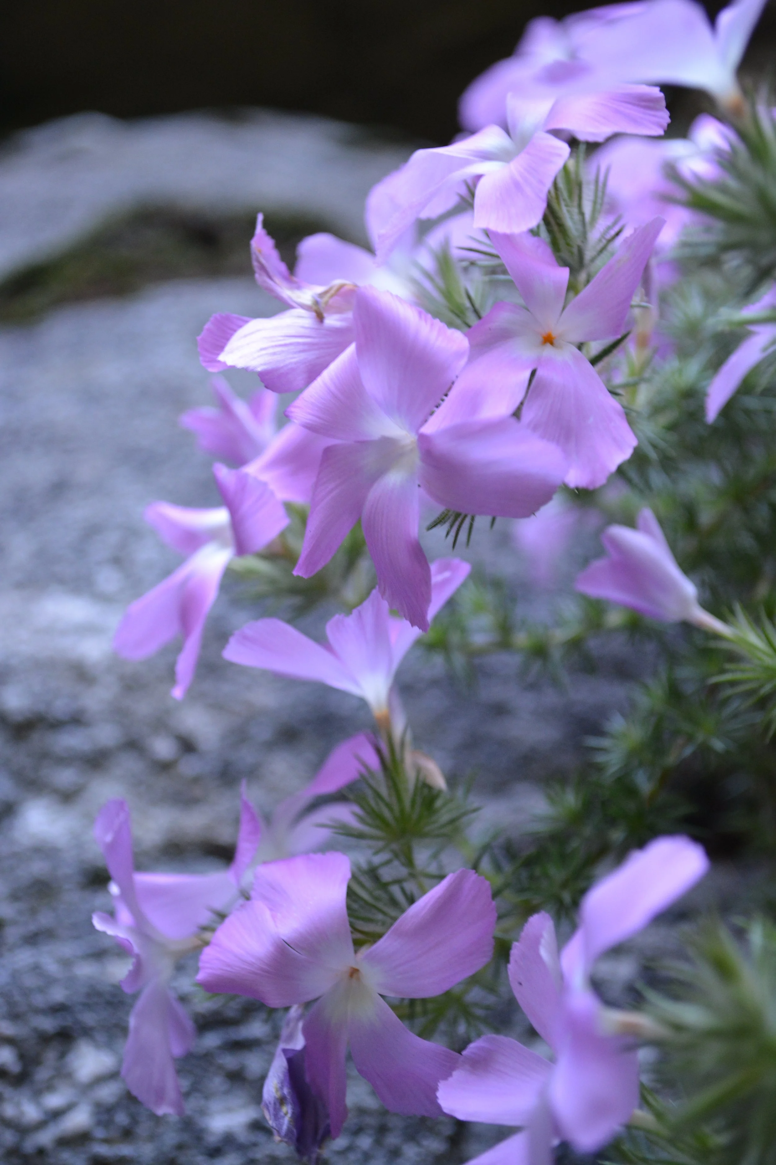 DSC_00765-Lewis Falls 05.27.16.JPG