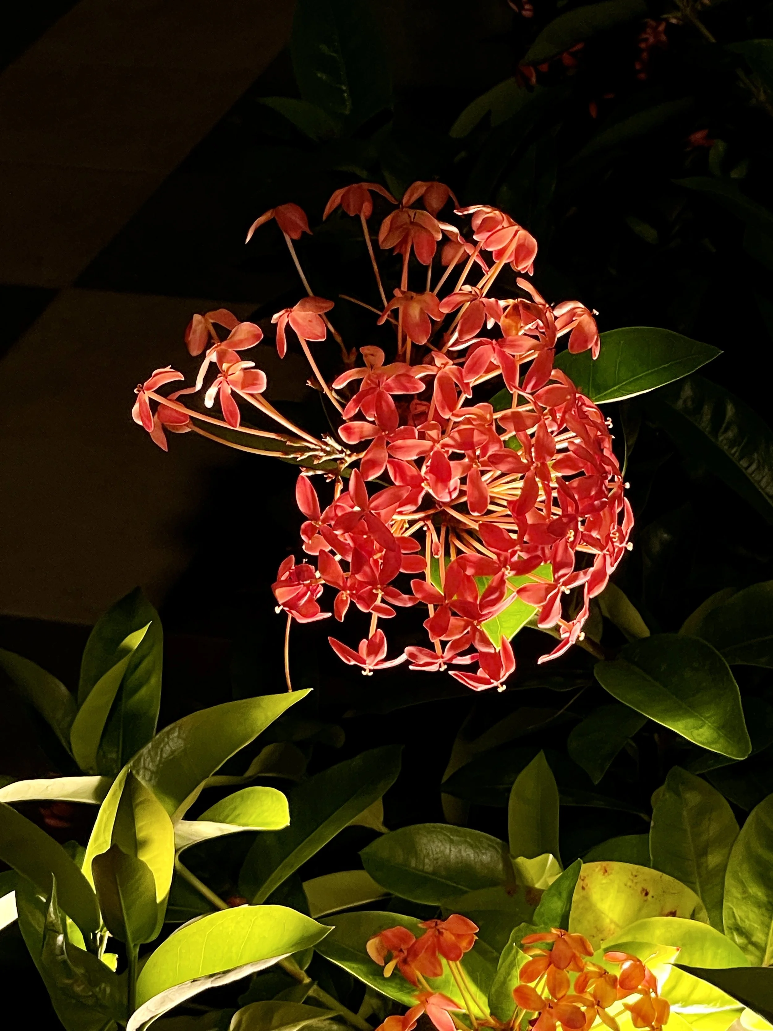 Jamaica 2023 (92).JPG