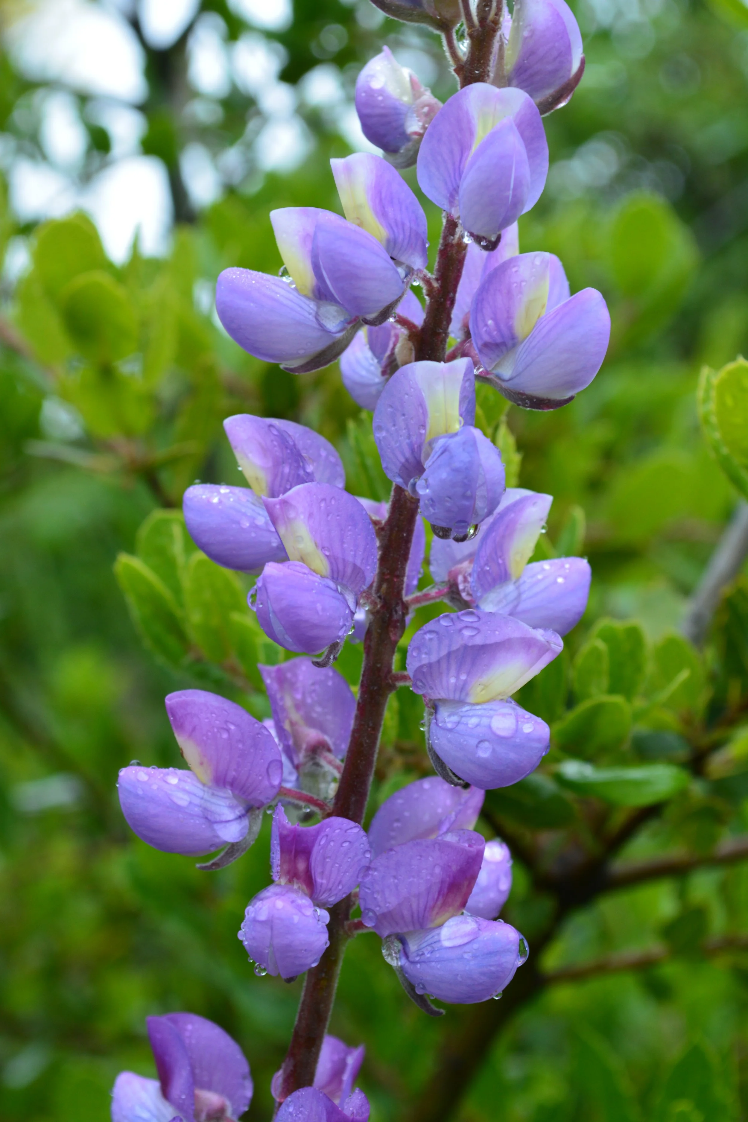 DSC_0013 Spanish Brrom Trail.JPG