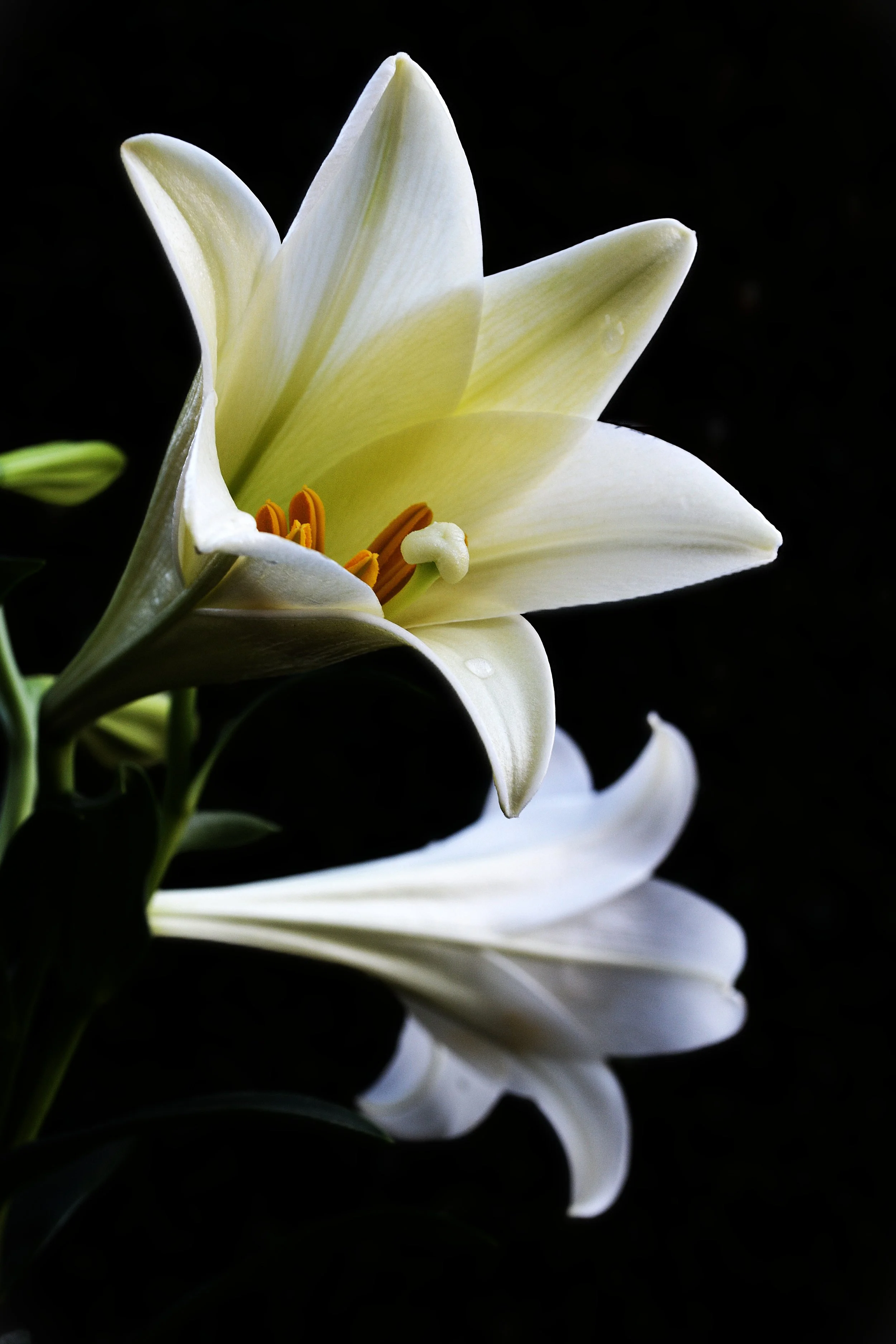 DSC_0154.Easter Lilly.2017.JPG