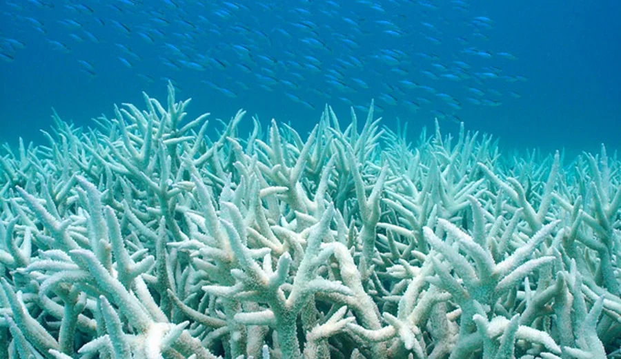 bleached-coral.jpg