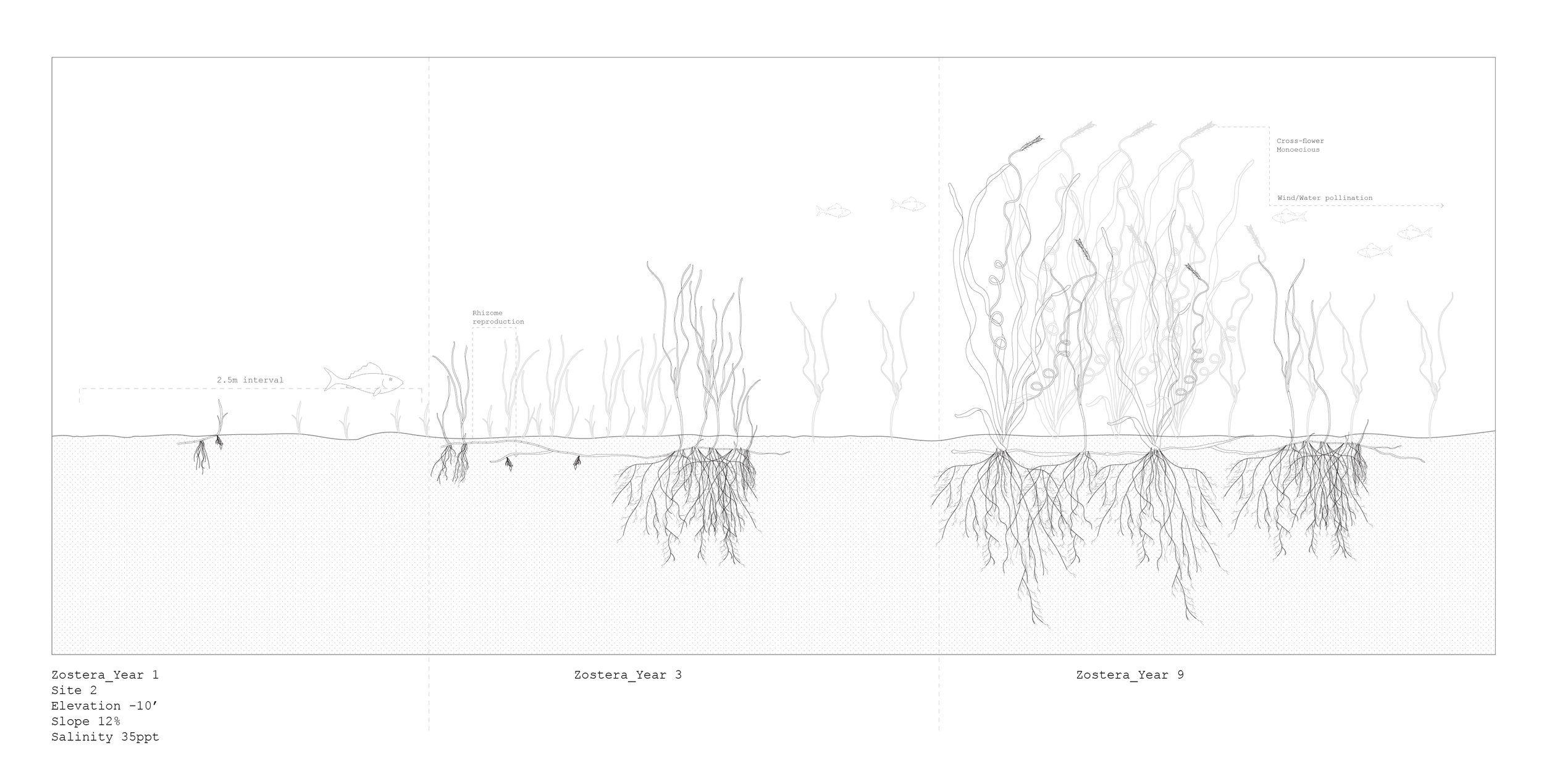 Zostera Marina, Growth Analysis