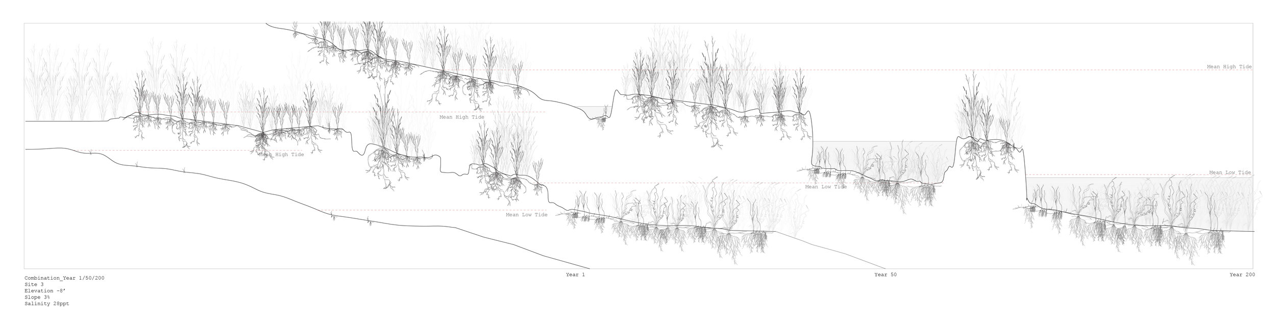 Spartina + Zostera, Growth Analyses